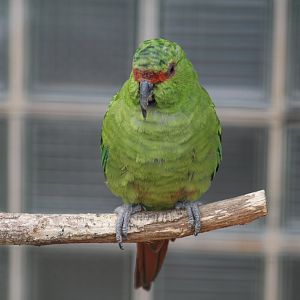 Slender-Billed Parakeet
