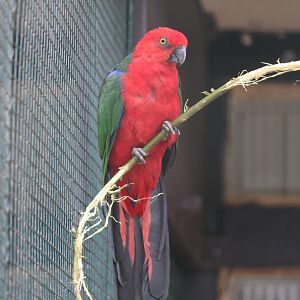 Buru King Parrot