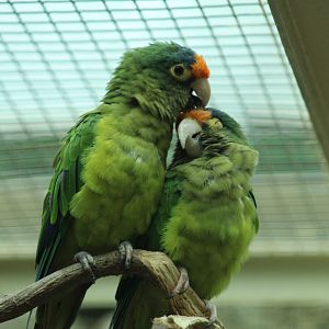 Southern Mexican Orange-Fronted Parakeets