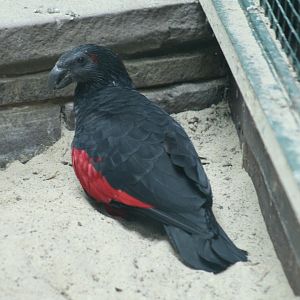 Pesquet's Parrot