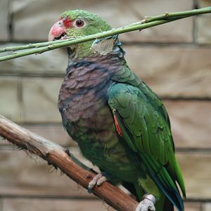 Vinaceous-Breasted Amazon