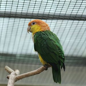 Yellow-Thighed Caique