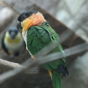 Black-Headed Caique
