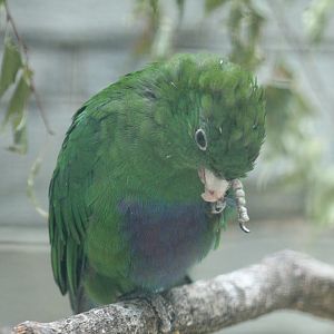 Blue-Bellied Parrot