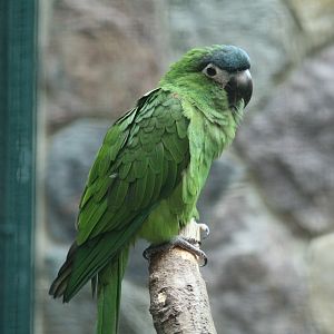 Hahn's Macaw