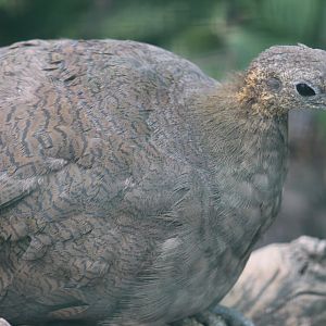 Solitary Tinamou