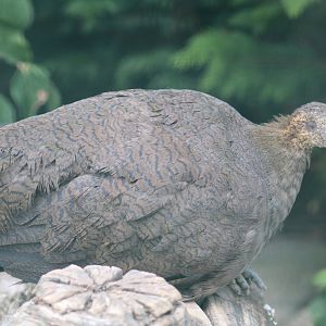 Solitary Tinamou