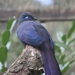 Blue Coua