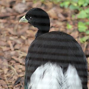 White-Winged Trumpeter