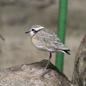 Kittlitz's Plover