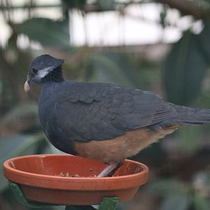 Thick-Billed Ground-Pigeon