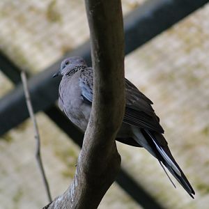 Sunda Spotted Dove