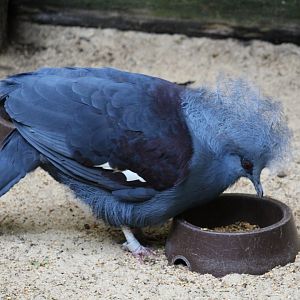 Western Crowned-Pigeon