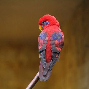 Blue-Eared Lory