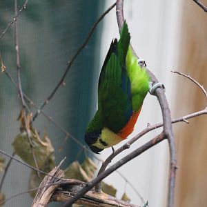 Blue-Fronted Fig-Parrot