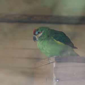Western Double-Eyed Fig-Parrot