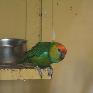 Salawati Flame-Headed Fig-Parrot