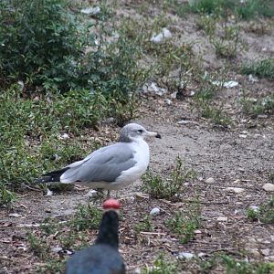 Black-Tailed Gull