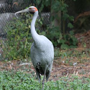 Brolga