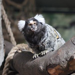 Marmoset