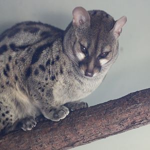 Pardine Genet