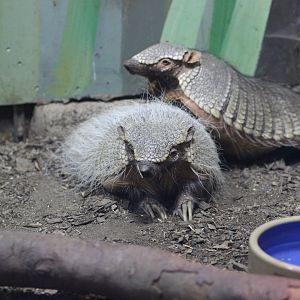 6 Banded Armadillo's
