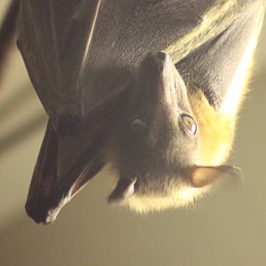Egyptian Fruit Bat