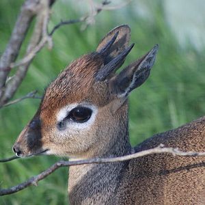 Kirks Dik Dik