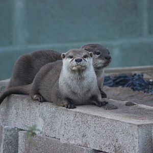 Asian Short Clawed Otter