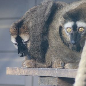 Red Fronted Lemur