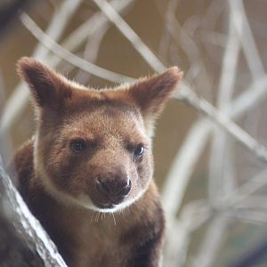 Tree Kangaroo
