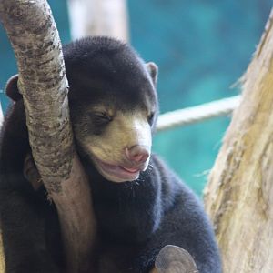 Baby Sun Bear