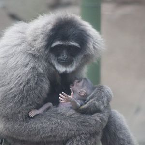 Baby Gibbon With Mother