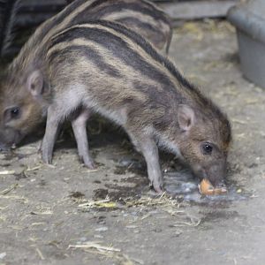 Visayan Pig