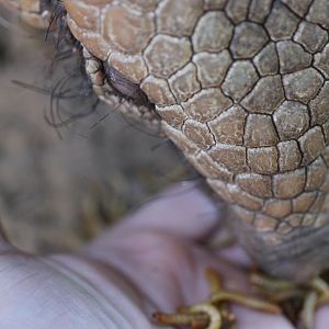 Hand feeding an Armadillo
