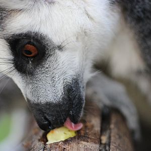 Lemur Eating