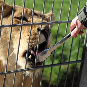 Feeding the lions