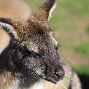 Wallaby
