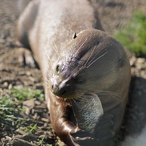 Giant Otter