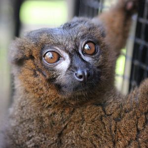 Red Fronted Lemur