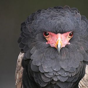 Paul & Lynsey's Zoo Tour #78 Suffolk Owl Sanctuary - YouTube