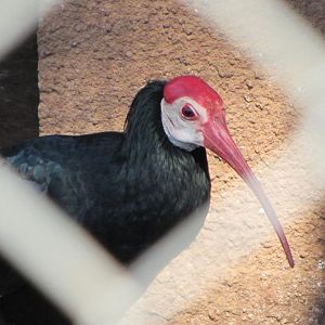 Southern Bald Ibis