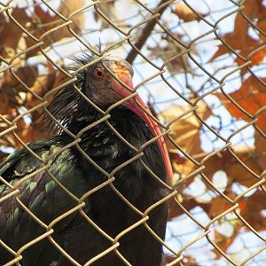 Northern Bald Ibis