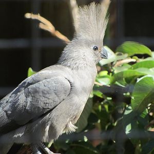 Grey Go-Away Bird