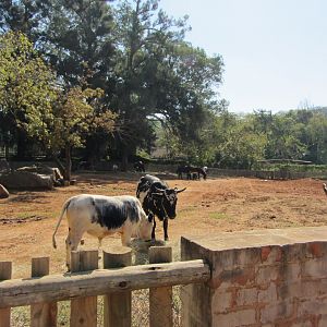 Nguni Cattle/Draft Donkey Yard