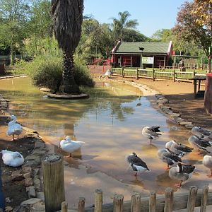 Domestic Waterfowl Pond