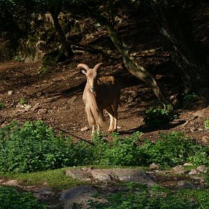 Monarch of the Glen? October 2018