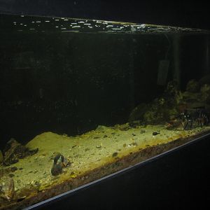 Limfjordsmuseet - Main building - Lobster tank