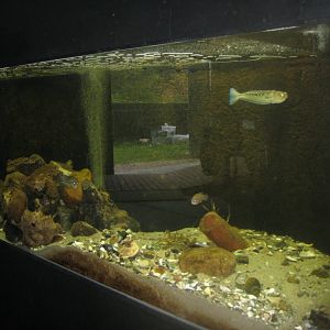 Limfjordsmuseet - Main building - Mixed tank