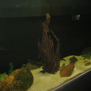 Limfjordsmuseet - Main building - Trout tank